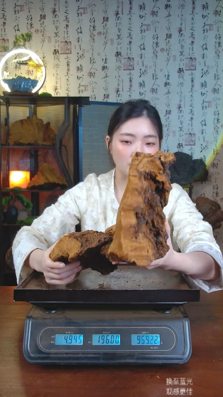 松针层孔菌中国大陆【藏区 野生】松树桑黄（4.1斤）50-60年份