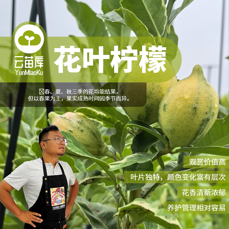泰国花叶柠檬[清地福利苗情一般]一年多季观叶观花观果果香浓郁