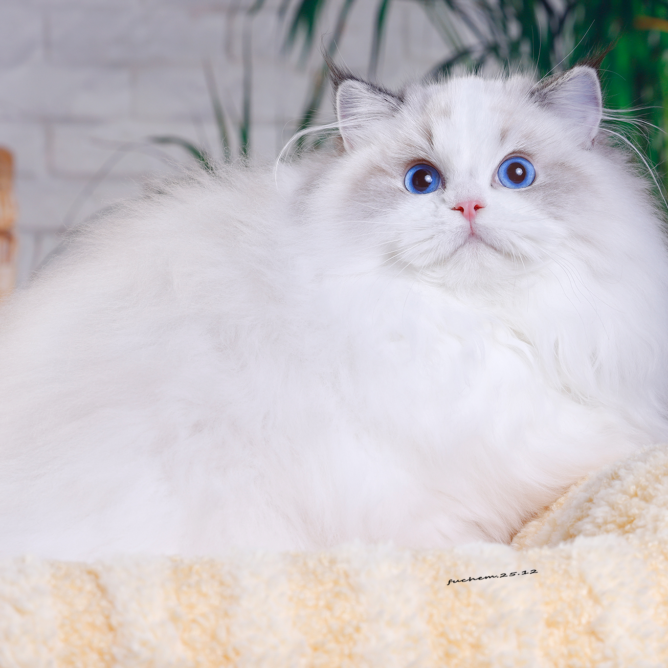 【8号】海山双--妹妹|新脸版布偶猫|猫咪活体