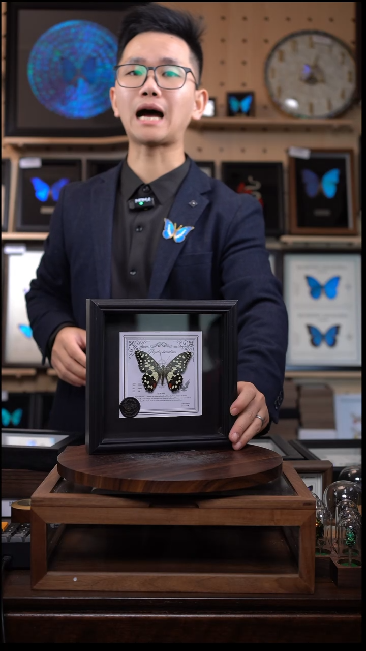 达摩凤蝶盲盒款7寸欧式框