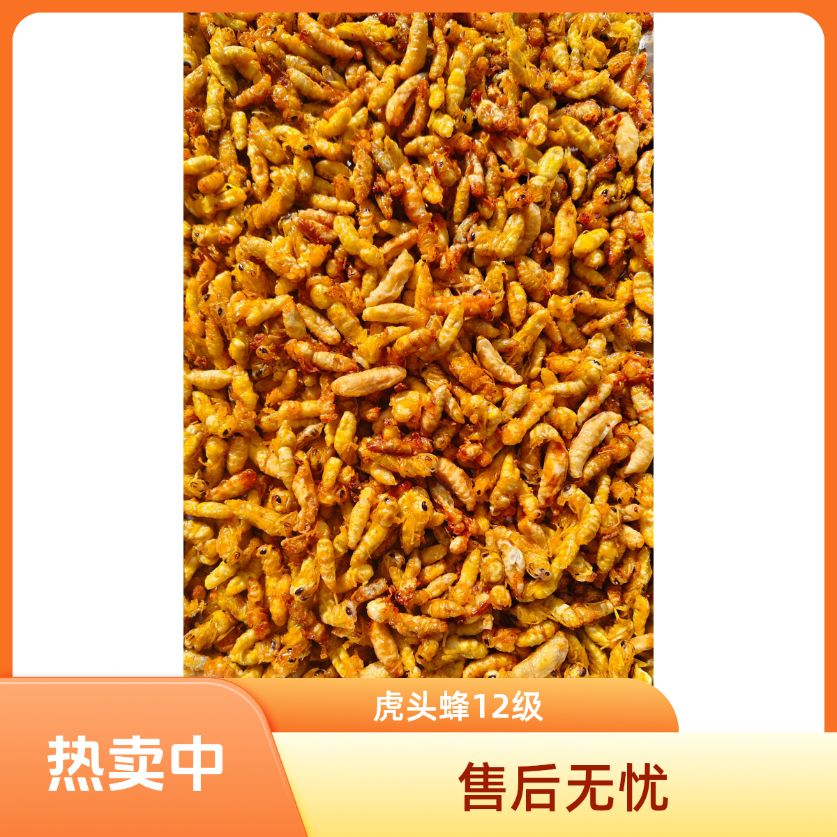 12级金环虎头蜂油炸蜂蛹 昆虫  地蜂 土蜂无内脏 营养美味