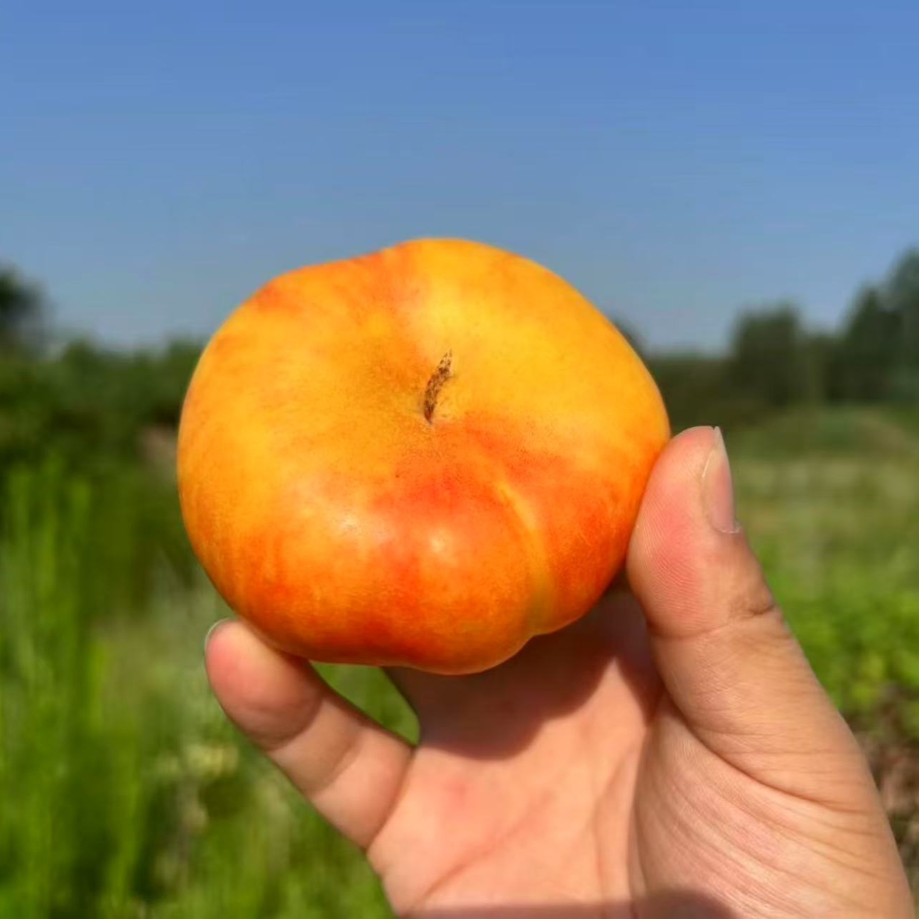 蒙阴彩虹蟠桃香甜多汁清香爽口果汁浓郁新鲜采摘桃子同城送山东省山东省