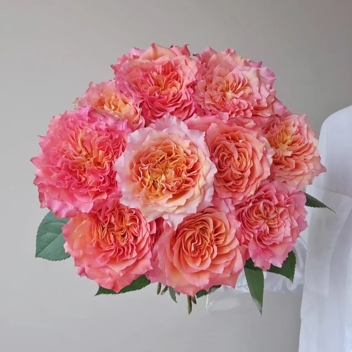 （高品质玫瑰）火灵鸟云南基地直发