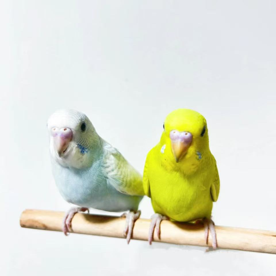 鹦鹉2只包邮包路损