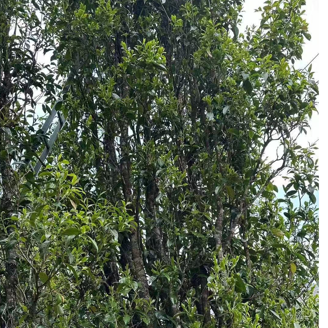 云南普洱生茶2018年百花潭生茶散料100克