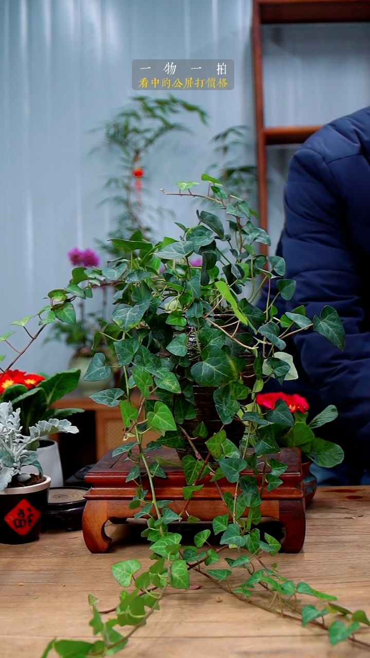 完全开放冬**?常春藤248