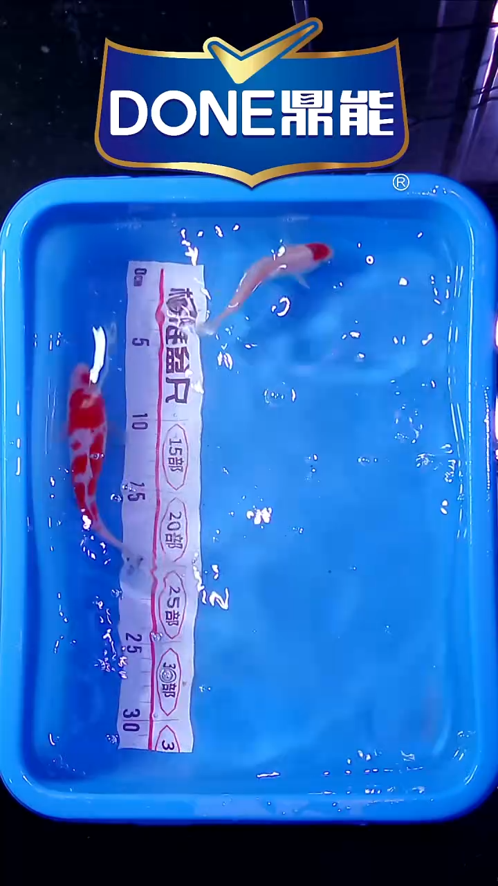 锦鲤直播间菁选 对版发货 15号