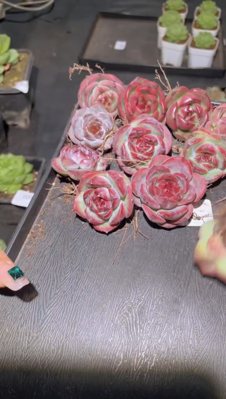 005 超级玻璃心珍妮 量拍随机发