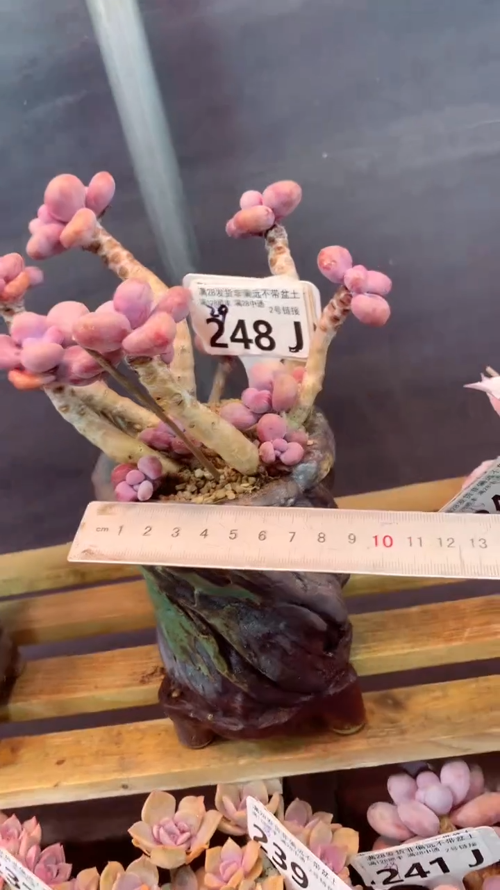 248J（一物一拍，精品多肉，所见即所得 ）
