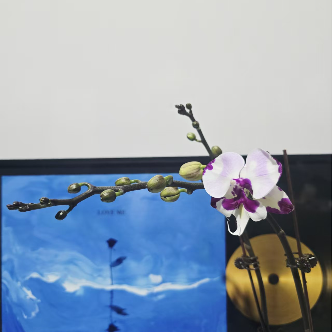 塔塔开【天空之城】3.0寸加高杯蝴蝶兰带花带花苞开花株发货