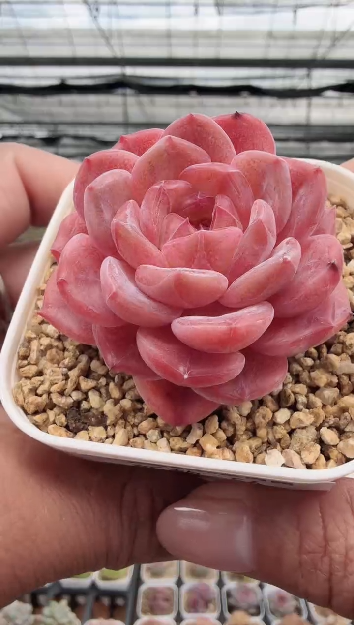 东云多肉园新款-56