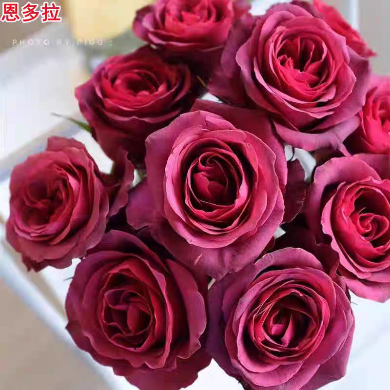 超新品恩多拉月季厄瓜多尔玫瑰花苗暗红色灌木大花庭院阳台盆栽