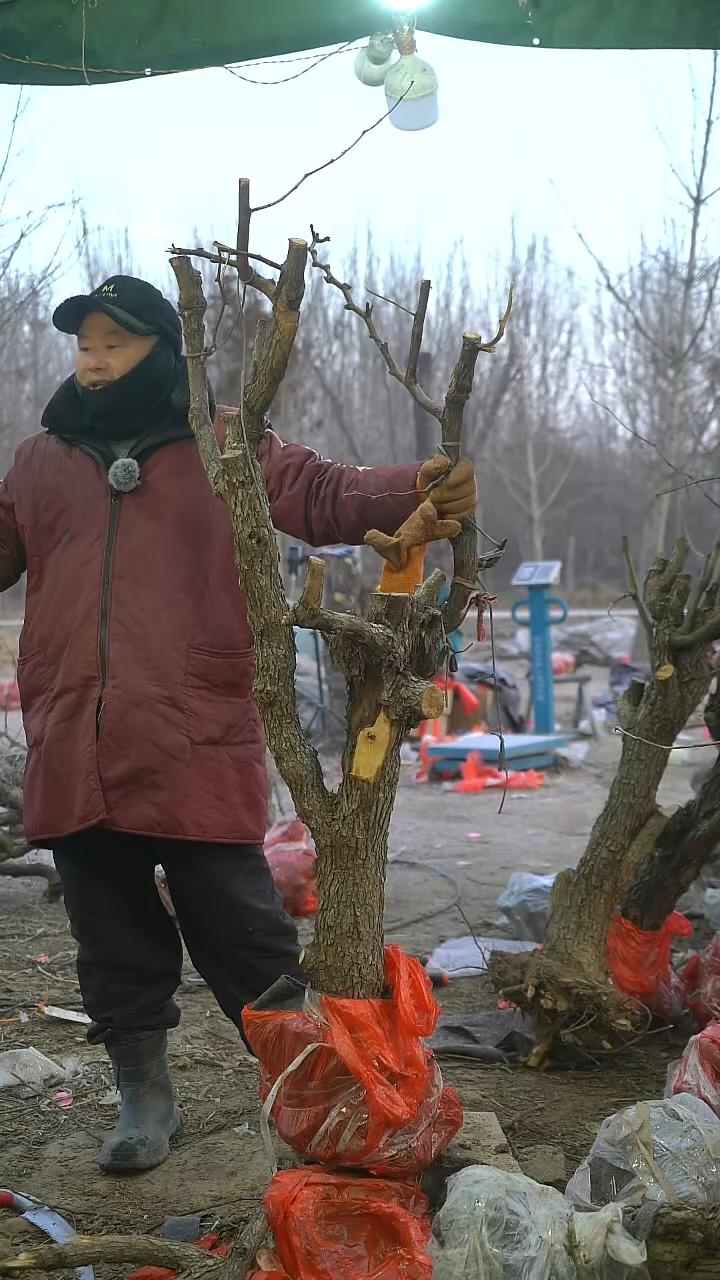 完全开放枣树837