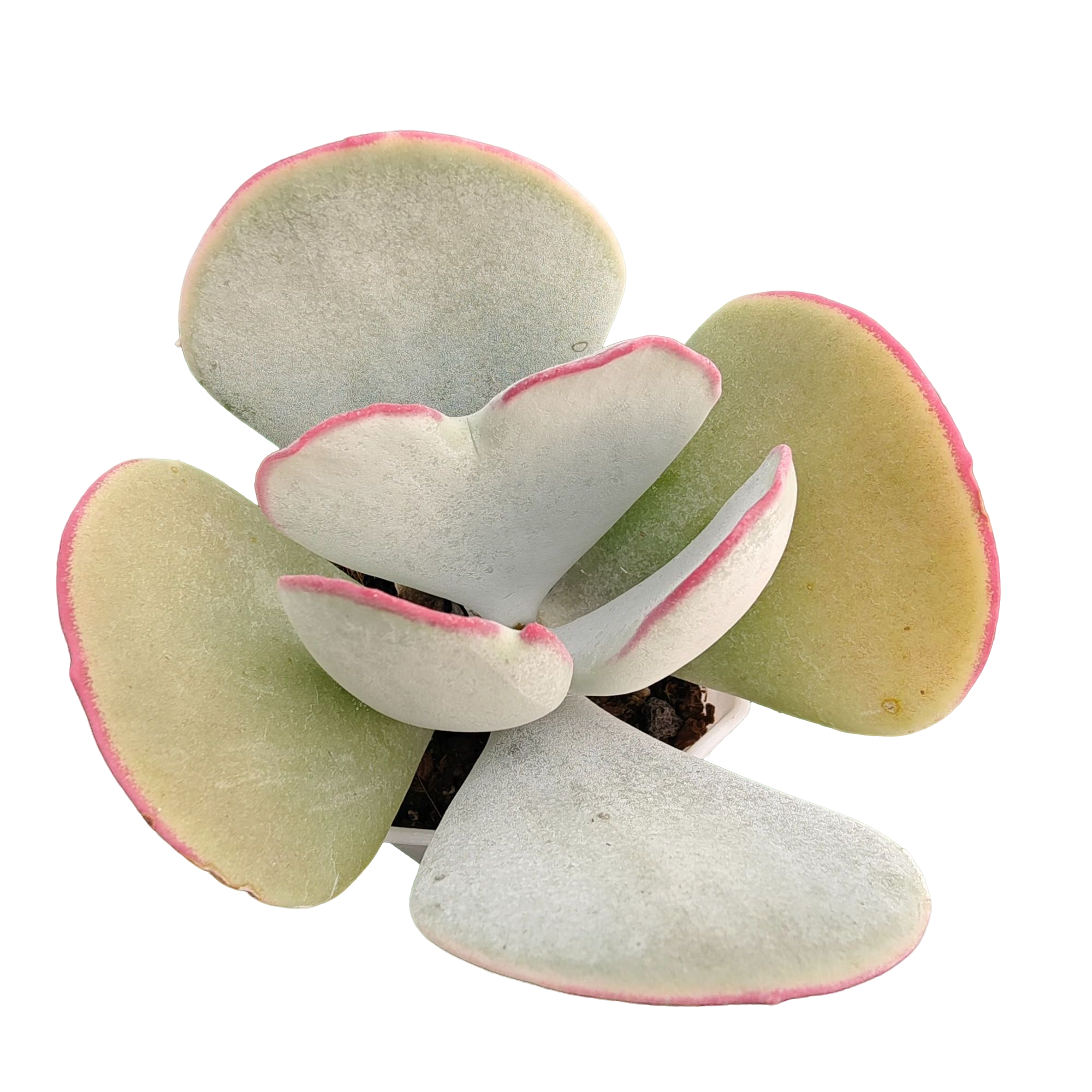 日系白眉精品多肉裸根上盆