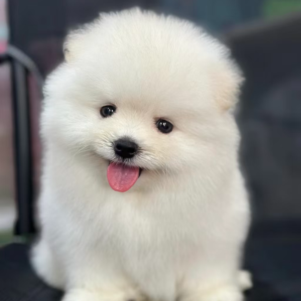 优选萨摩耶狗狗活体链接