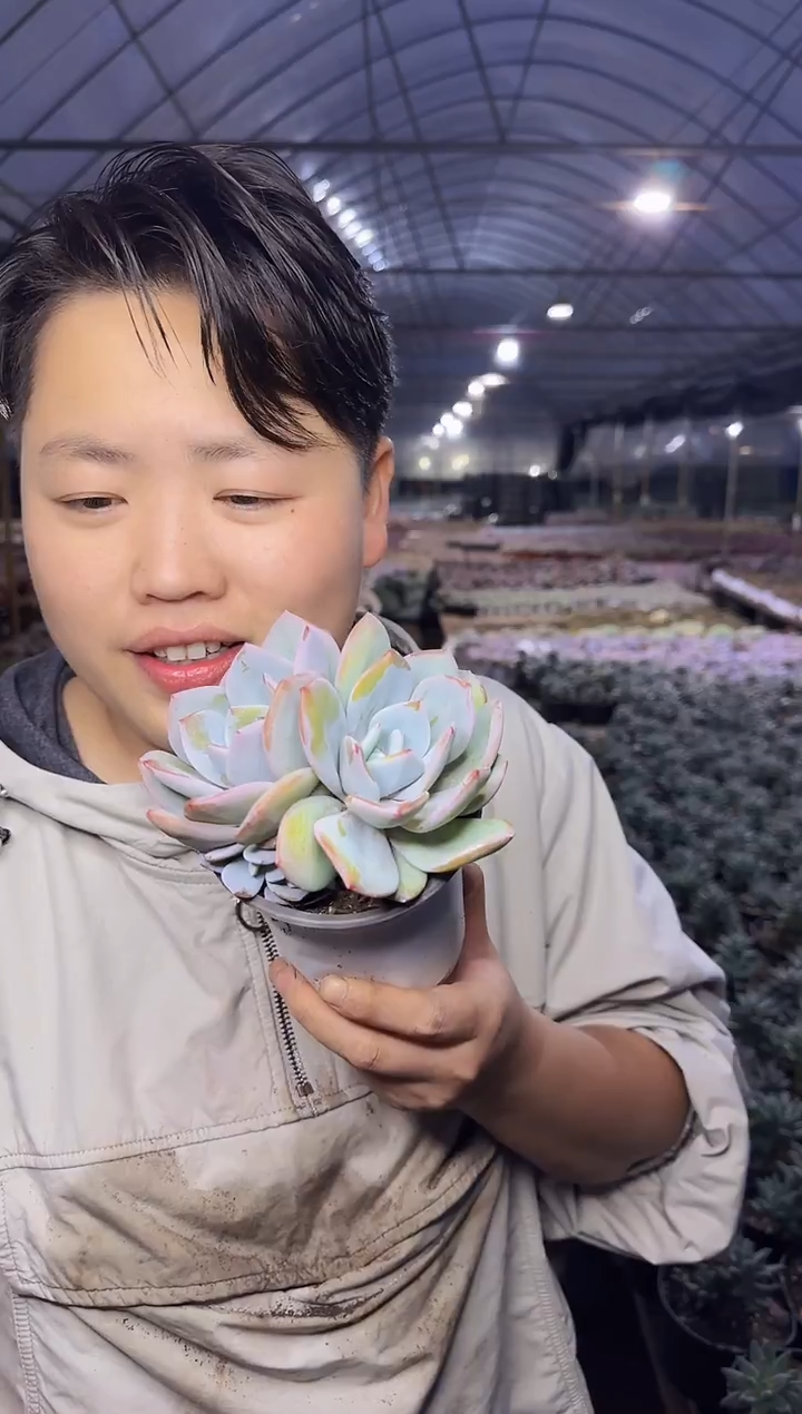 （1叶片起）90盆双头奶茶带盆土4.99