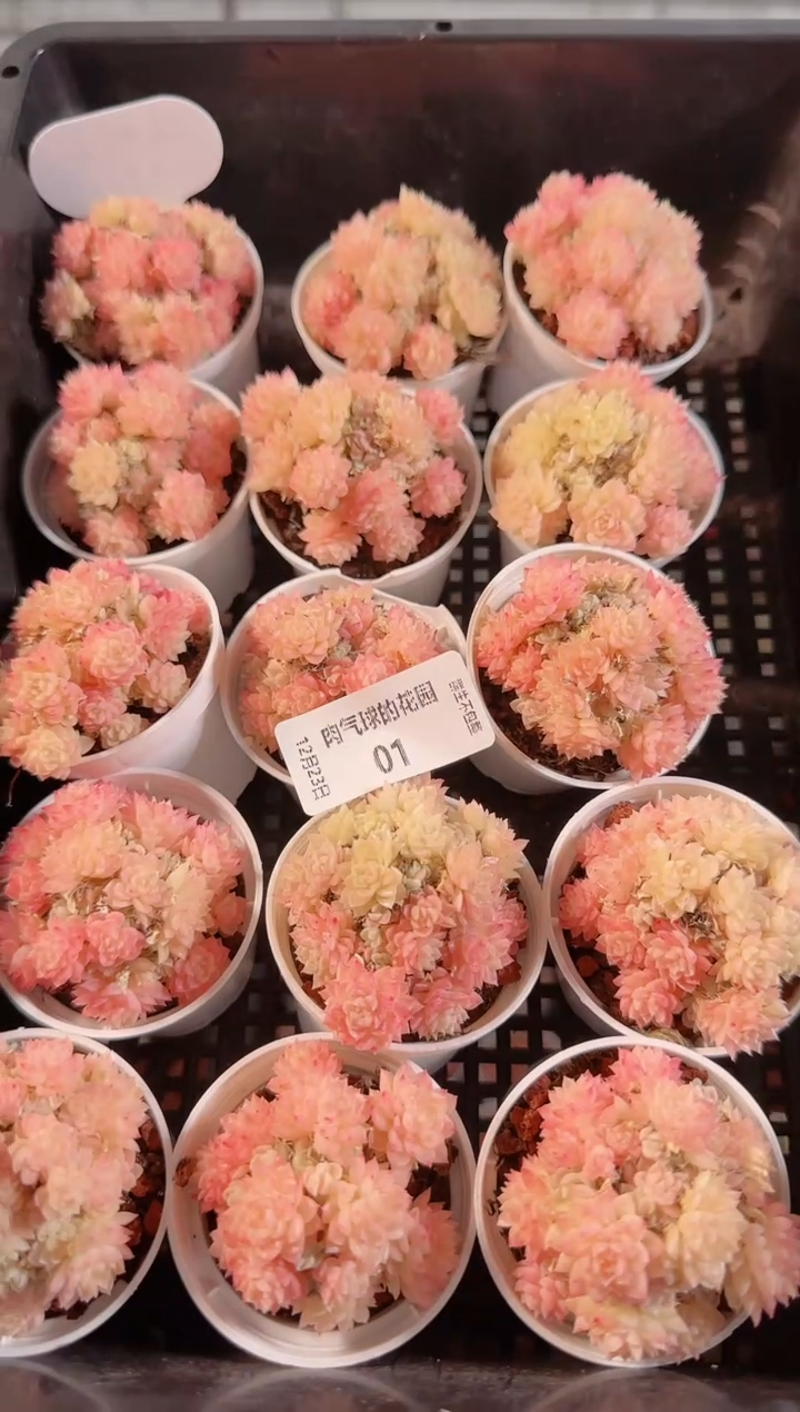 1223-01多肉量拍任意发一颗群生不包整