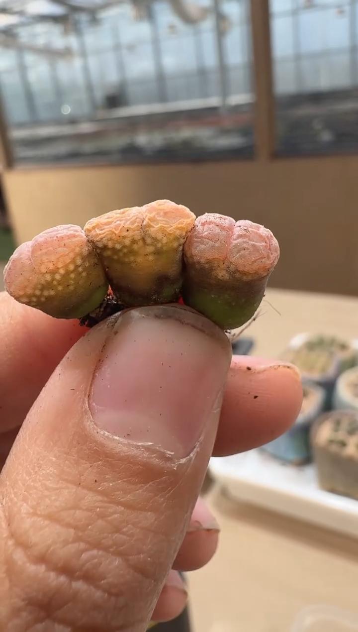 24-23多肉植物肉锥y345