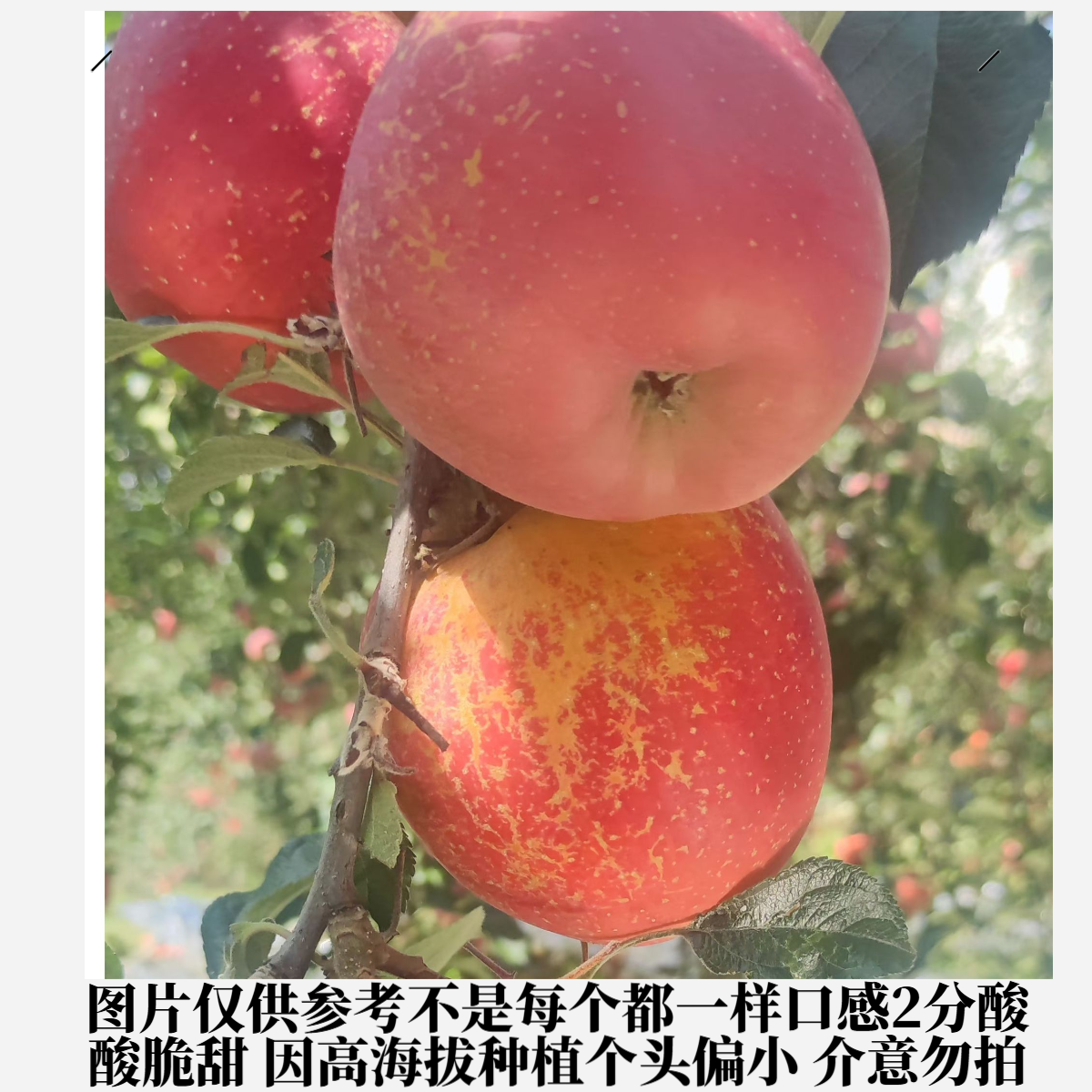 云南昭通富士苹果现摘现发新鲜应季孕妇水果5斤包邮 