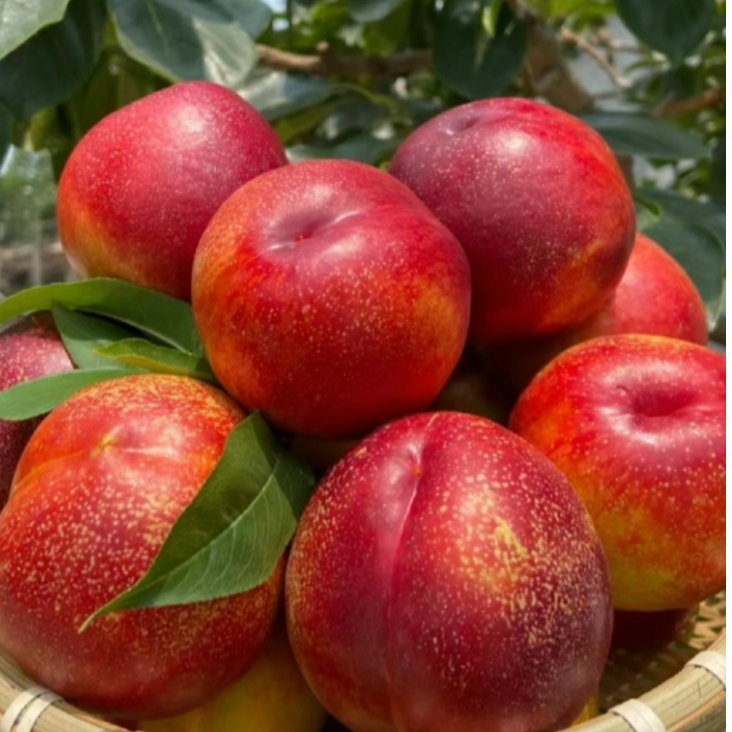 钱树九桃净重4.8-5.2斤