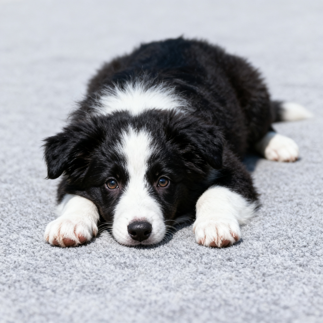边牧幼犬好养狗陪伴犬家养便宜健康温顺活物可爱型聪明宠物狗狗