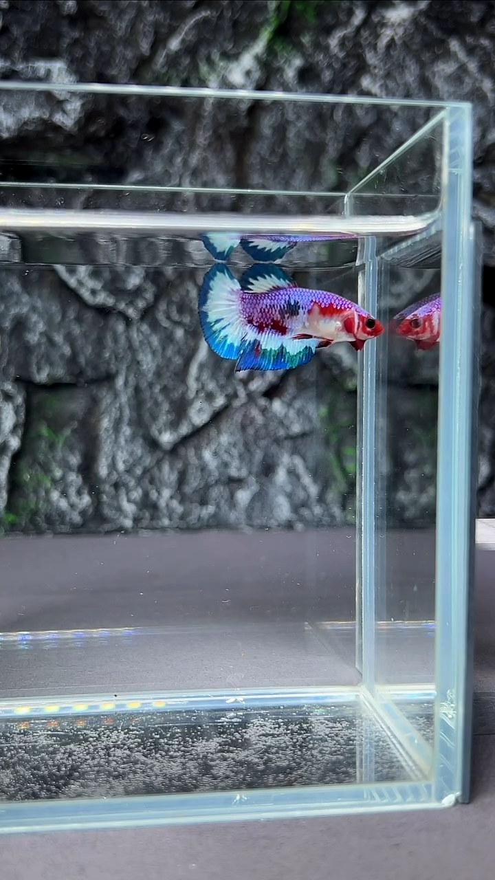 斗鱼竞拍链接A113