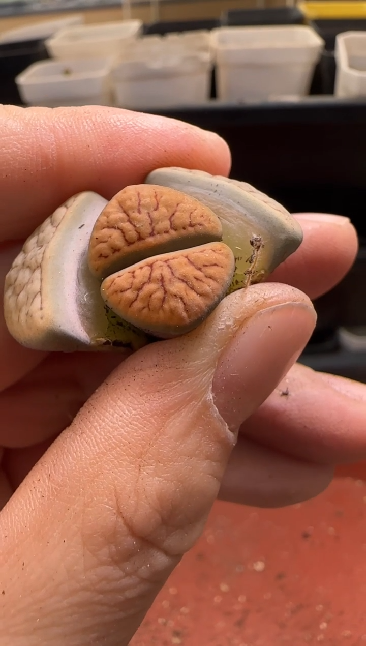 【闪购商品】13-93