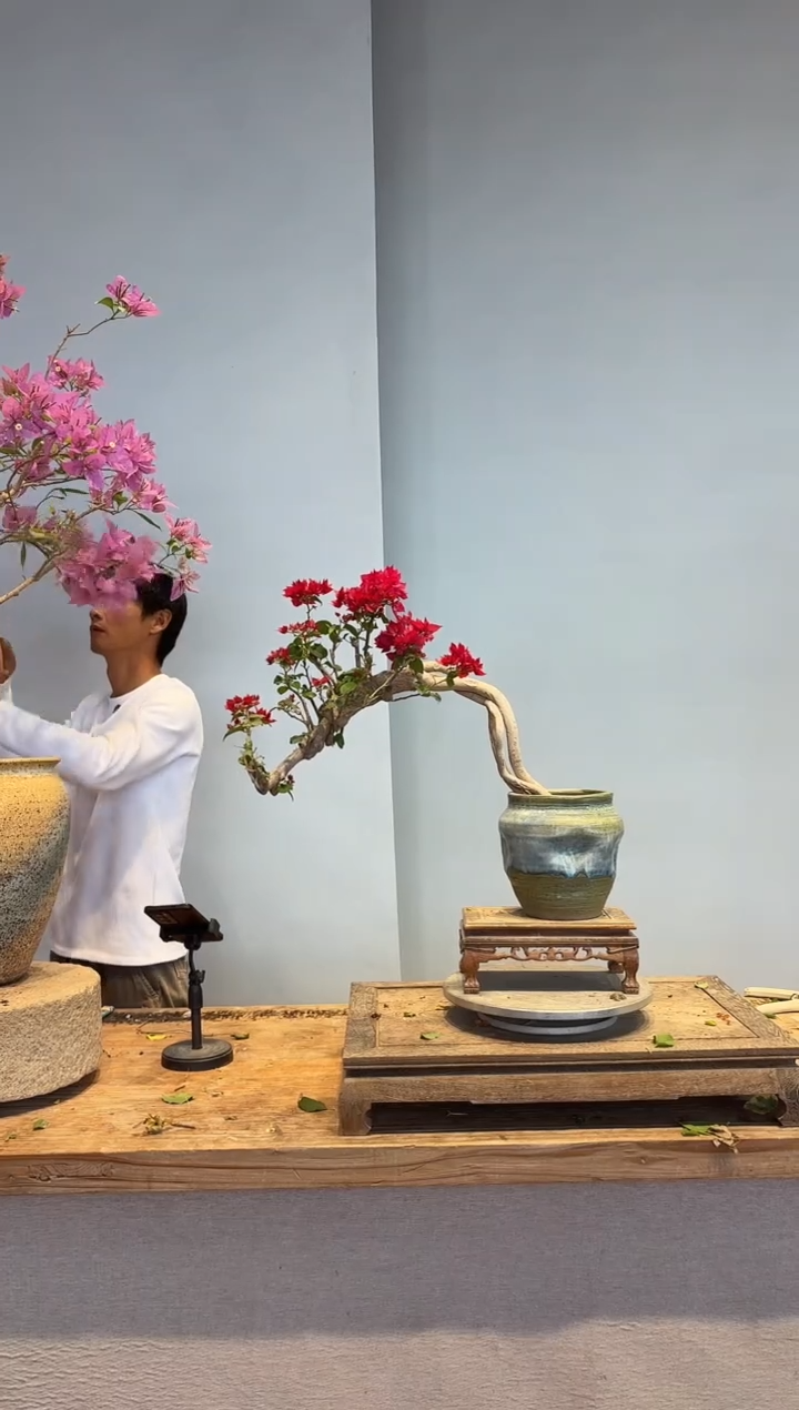 以实际为准石*三角梅52