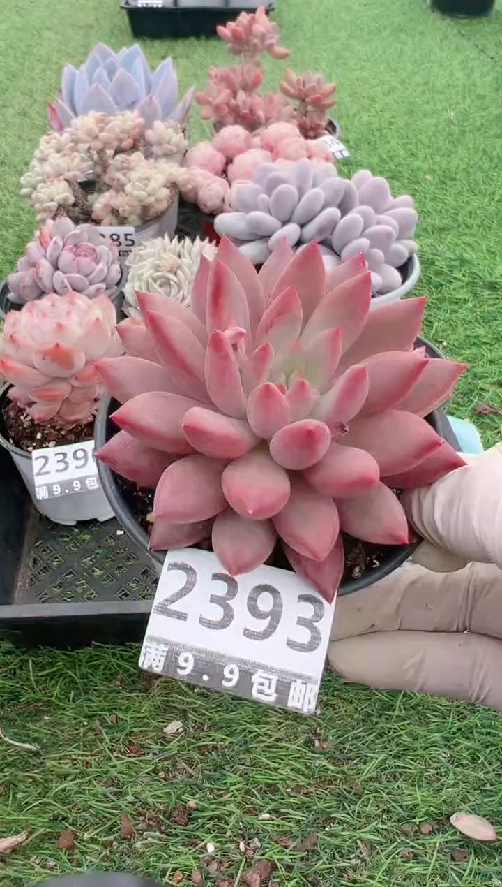 【闪购商品】信福多肉一物一拍