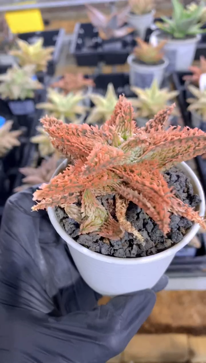 【闪购商品】园艺芦荟wl215FA-7342