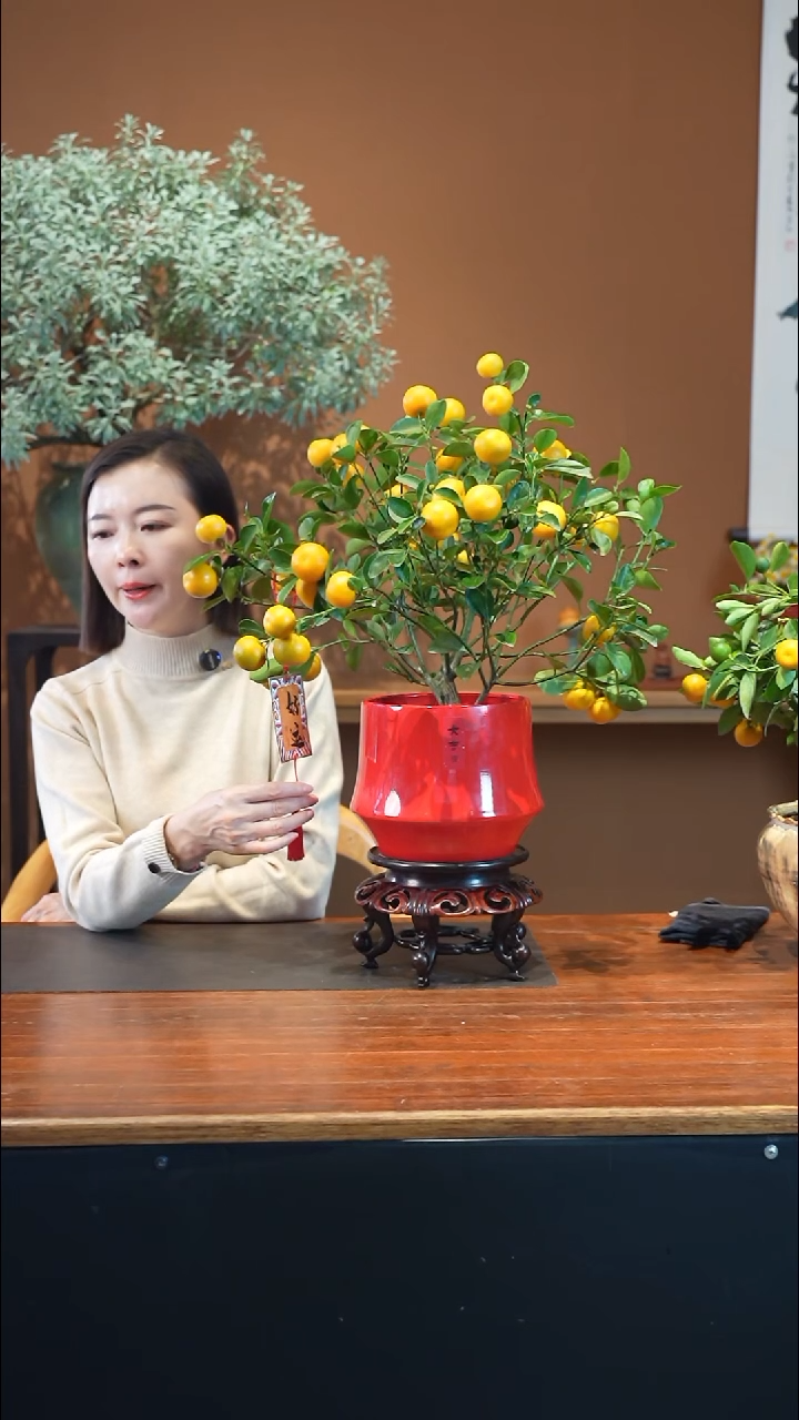 全部花朵小金橘盆景盆景