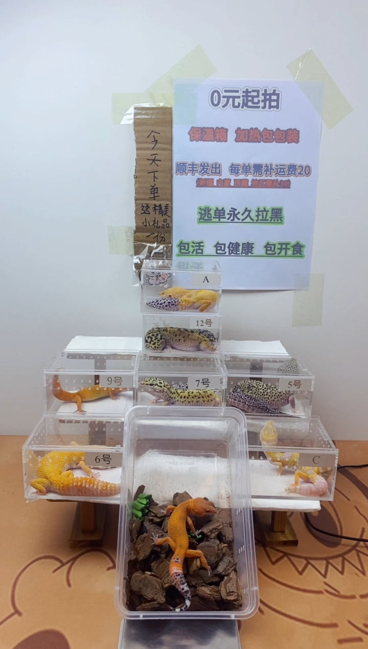豹纹守宫豹纹守宫幼苗亚成体成体肥尾