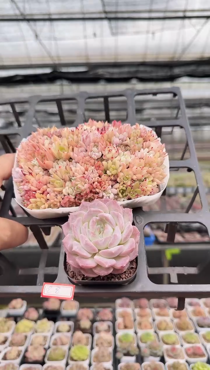 东云多肉园新款-42