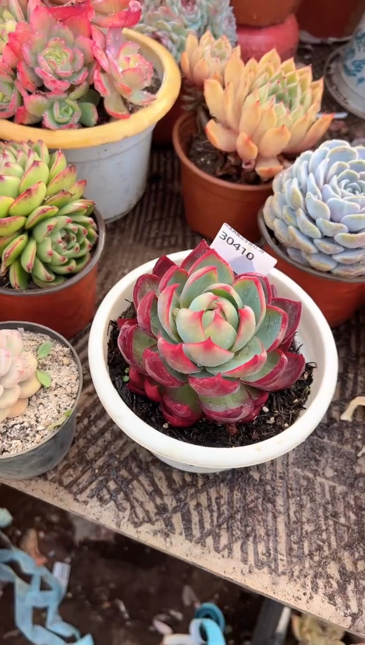 瓮****江多肉植物一物一拍30410