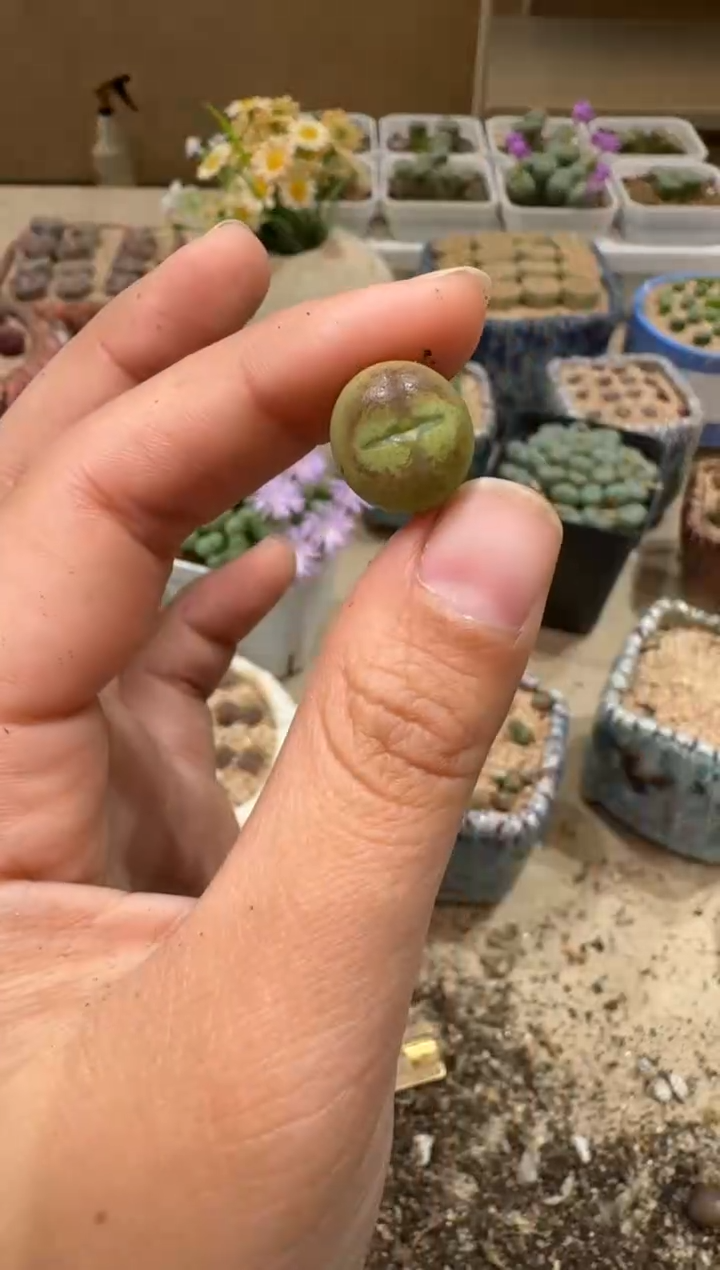 9-173多肉植物肉锥