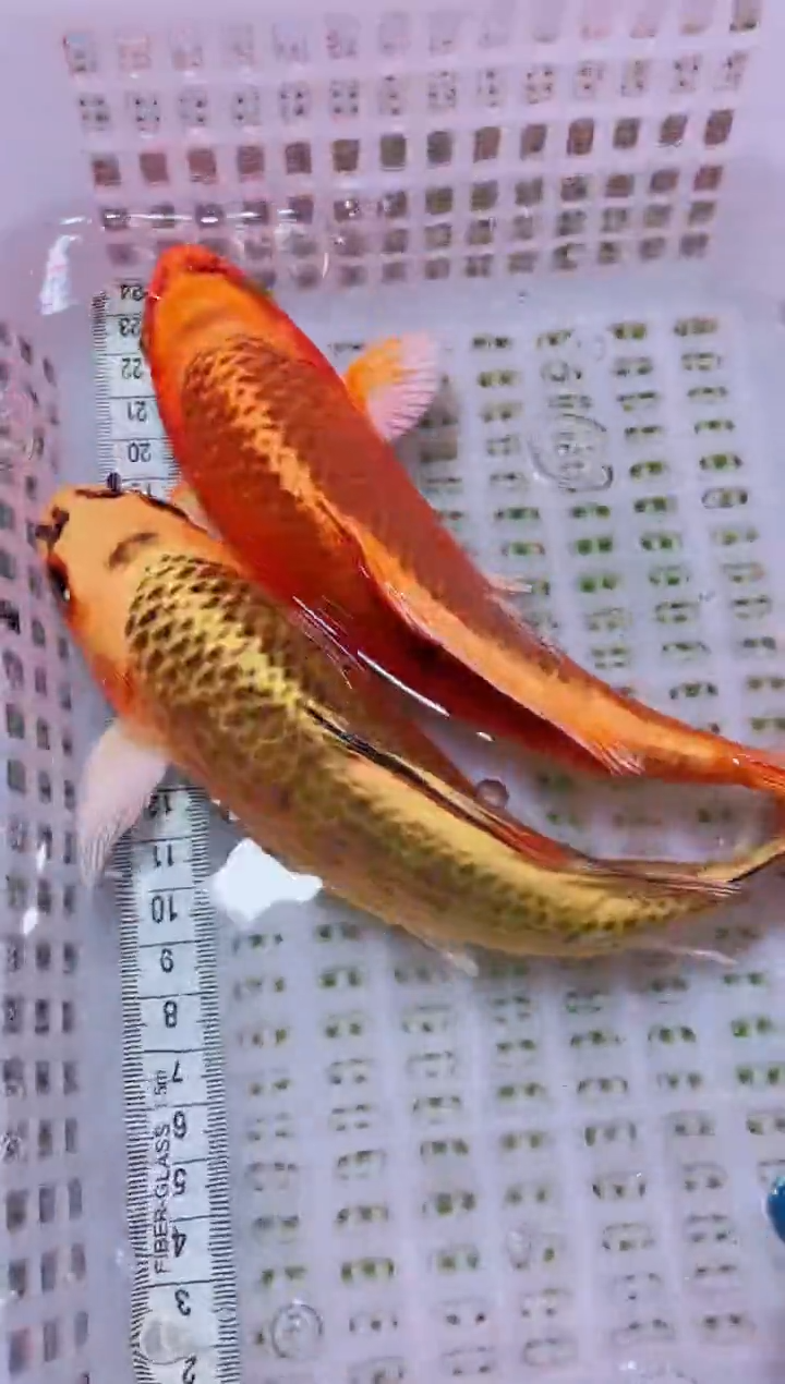 锦鲤血统锦鲤全场包邮163