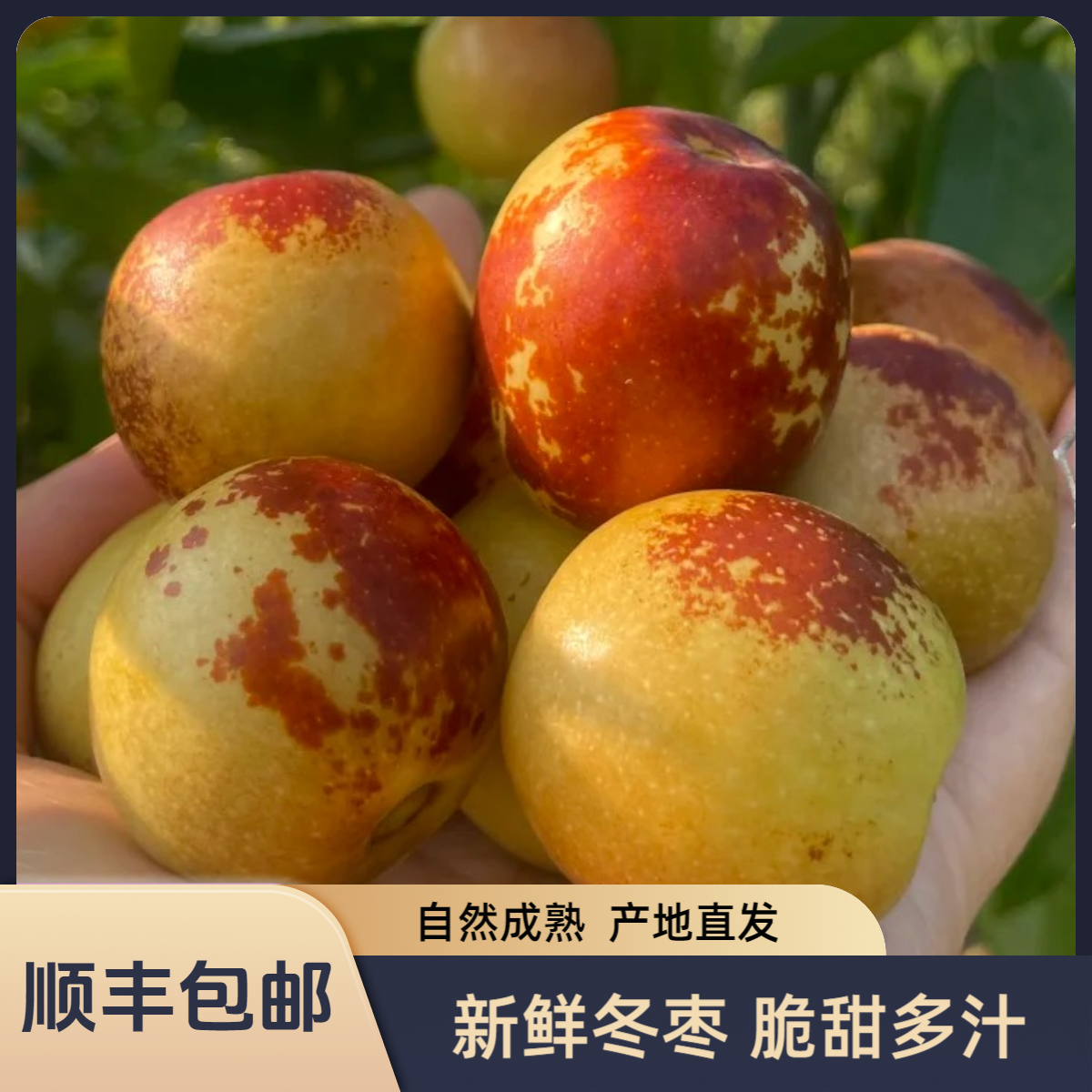 【顺丰包邮】现摘冬枣脆甜多汁新鲜应季水果现摘现发产地直发