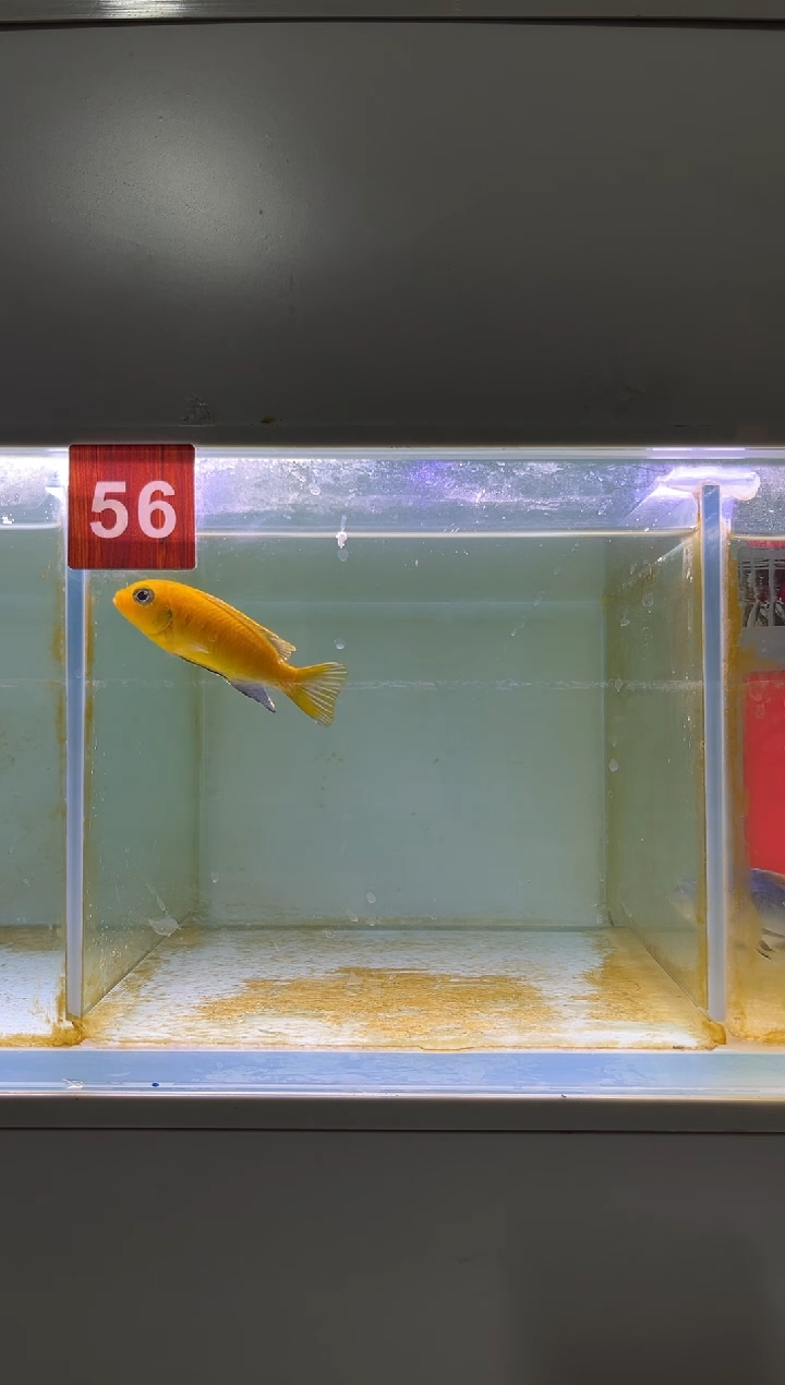 慈鲷鱼野生三湖慈鲷