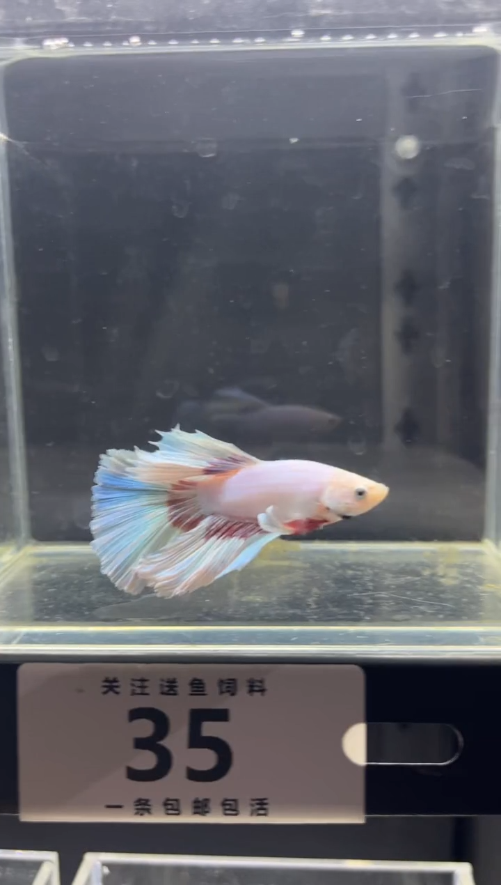 斗鱼直播竞拍链接35