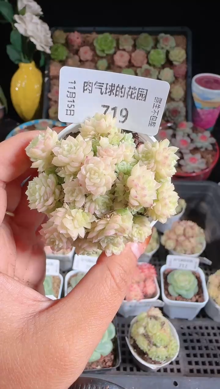 1115-719群生不包整