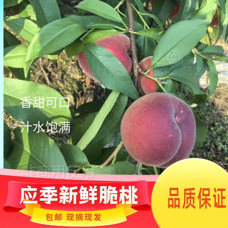 【一哥（船长）甄选】应季水果香甜可口新鲜脆桃带箱5斤装
