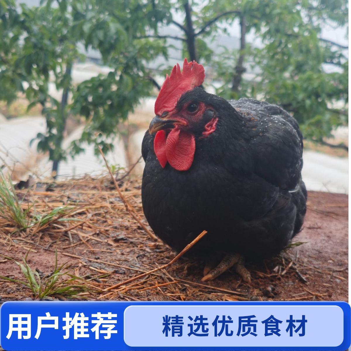 云南正宗散养老母鸡 原生态散养土母鸡宰杀净重1.2公斤（到手一只） 顺丰冷链急冻发货
