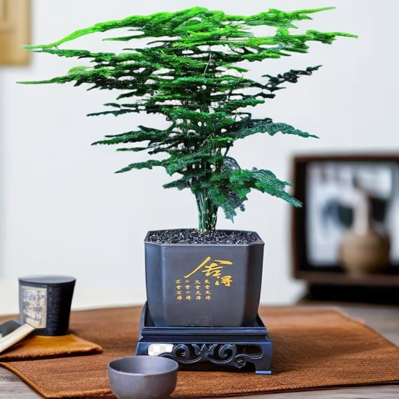 【补贴价】文竹盆栽室内绿植花卉办公客厅桌面植物好养耐寒四季常青