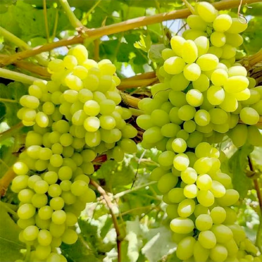 4.5斤【新疆无核白提子】九分甜一分酸脆嫩多汁，口感软嫩，入口即化新疆维吾尔自治区