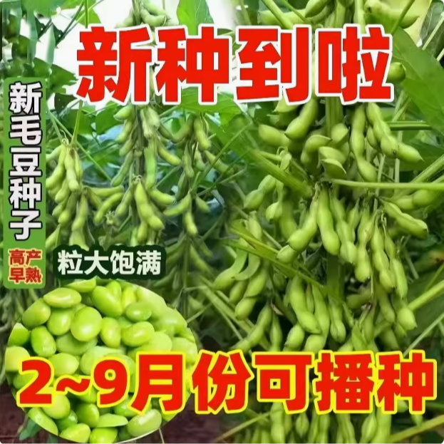 【拍十单多送四袋到手14袋】毛豆种子室外大田高产阳台蔬菜种子