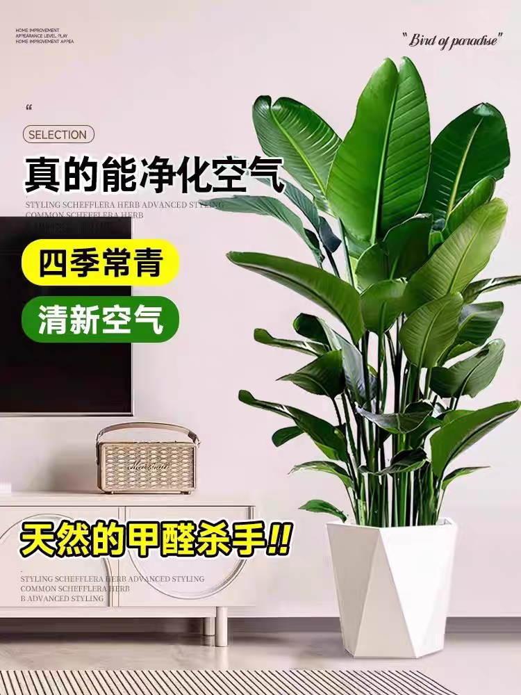 100cm - 130cm天堂鸟室内大型绿植可净化空气好养活【送货上门】