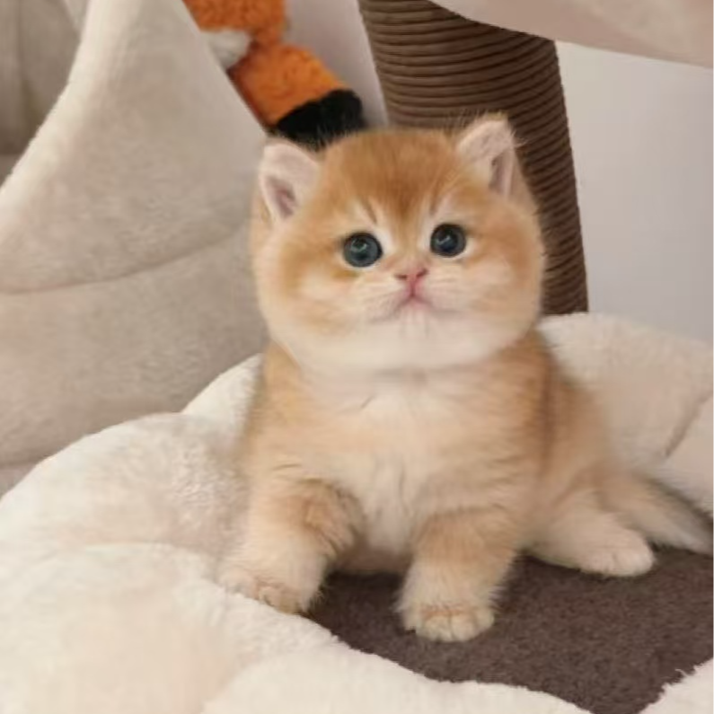 【心宠金渐层】宠物活体链接