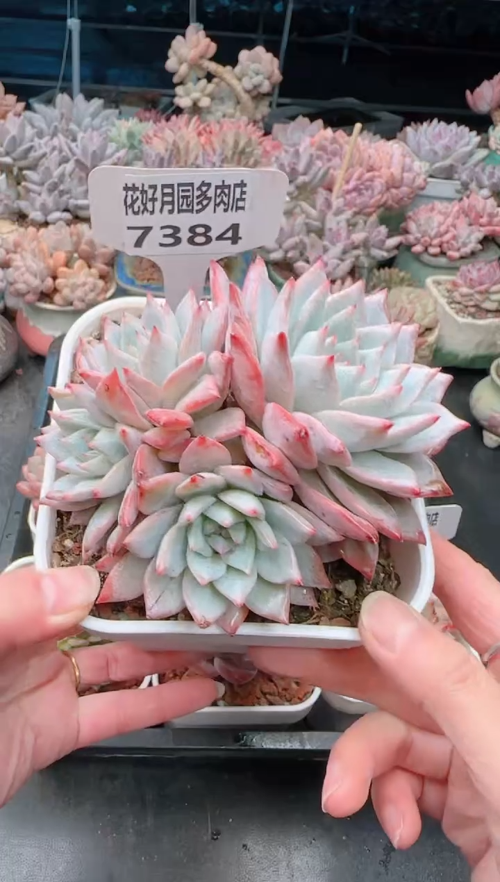 【闪购商品】7384粉蓝鸟