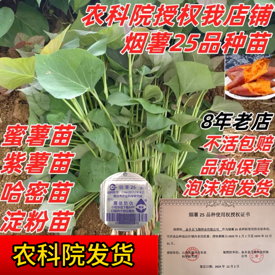 红薯苗地瓜苗烟薯25苗蜜薯苗紫薯秧苗板栗薯苗秧西瓜红薯苗哈密苗