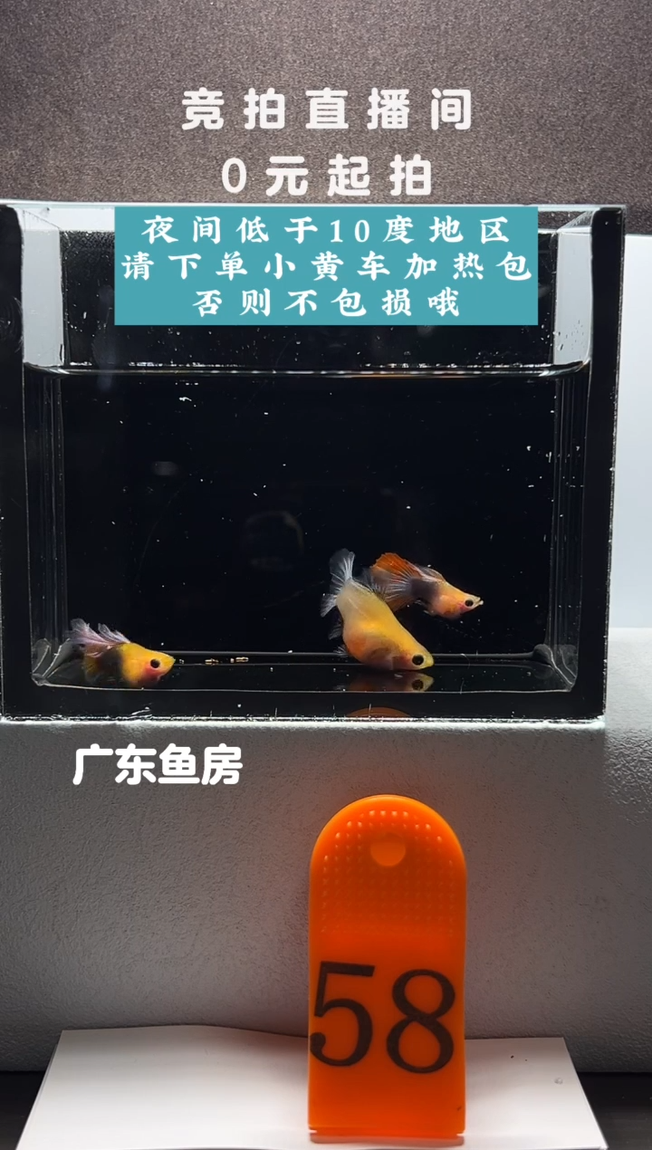 孔雀鱼蓝礼服球三只编号58